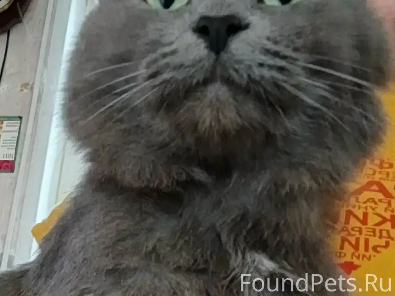 Найден кот, ищем хозяина