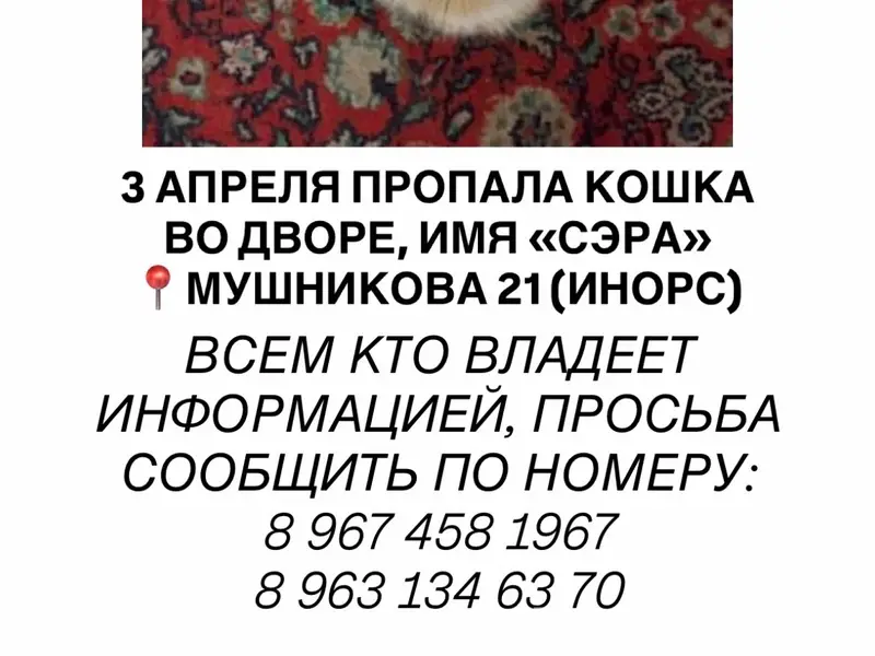 Пропала трёхцветка Сэра