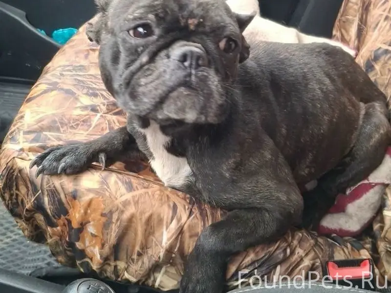 Найденна собака, ЧТЗ, район Мамина