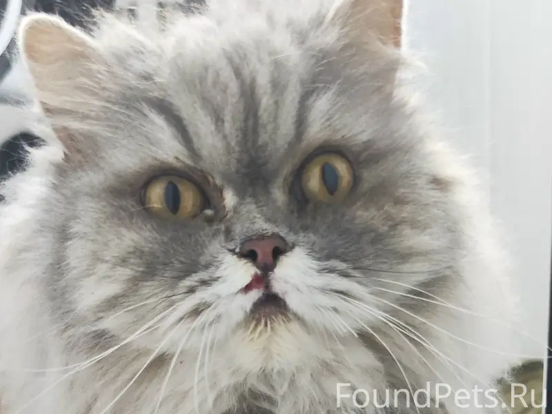 Найдена персидская кошка, без животных