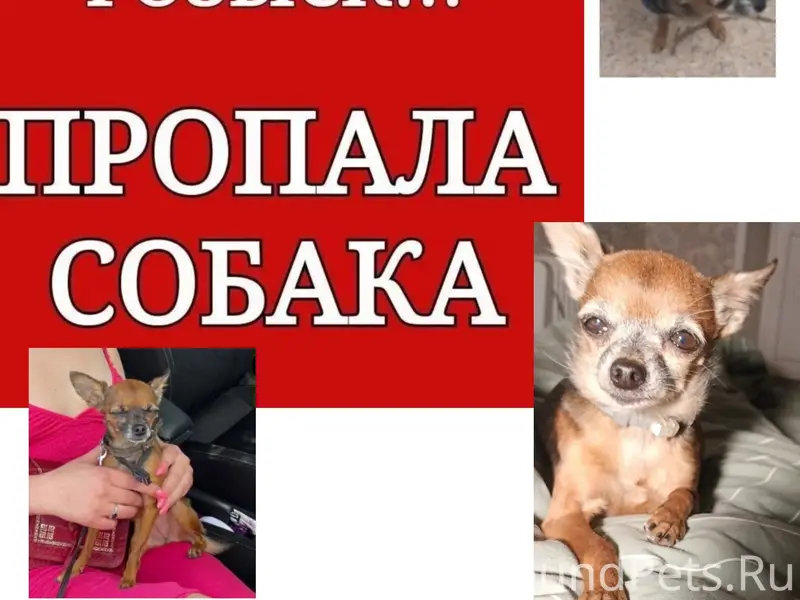 Пропал той терьер, Северодвинск, Архангельское шоссе