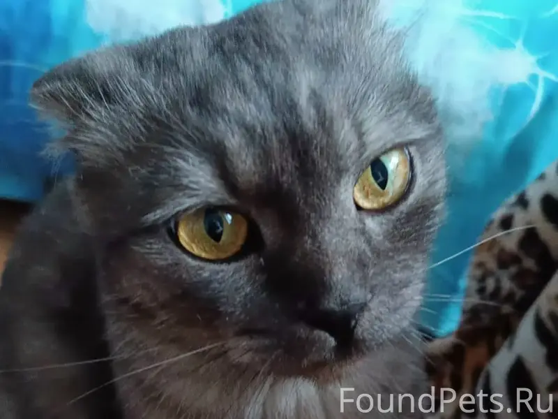 Пропал кот, Иваново