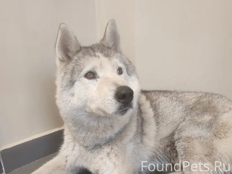 Найден кобель Хаски, Мытищи, Королёв