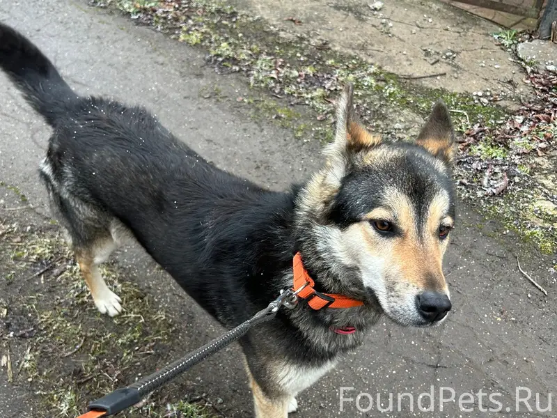 Найдена метис овчарки, Раменский район