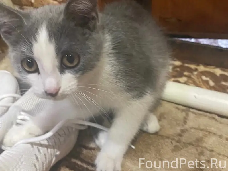 Пропала кошка, район Ленина