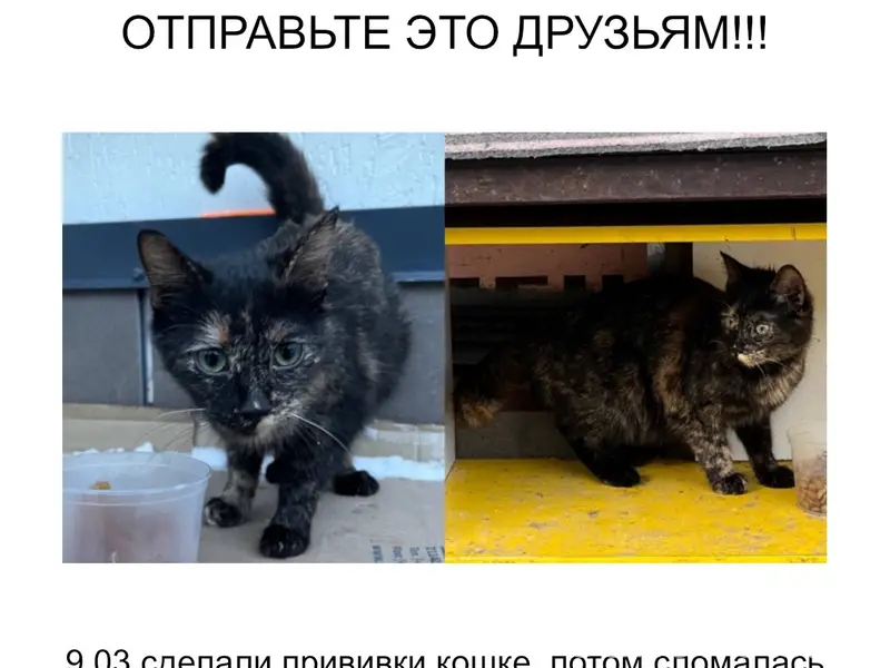 Пропала кошка, Всеволожск