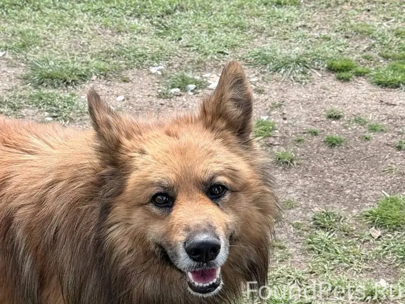 Пропала собака, район Горпищенко