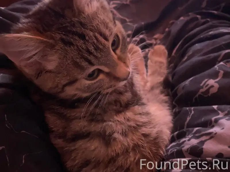 Пропал кот, 