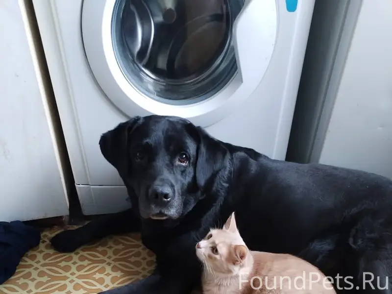 Пропал лабрадор, Большой Камень