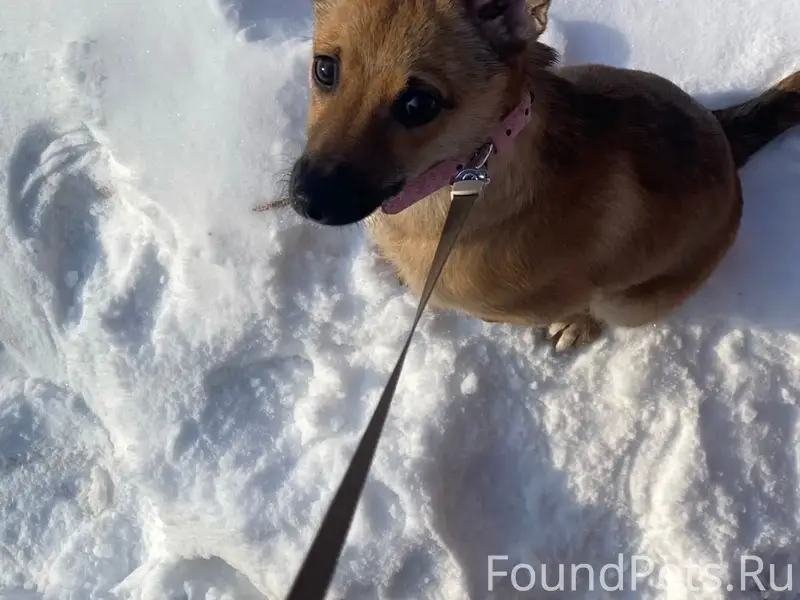 Пропала собака, район Буммаша/Берша