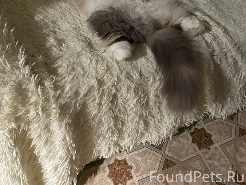 Пропала кошка, Сенная