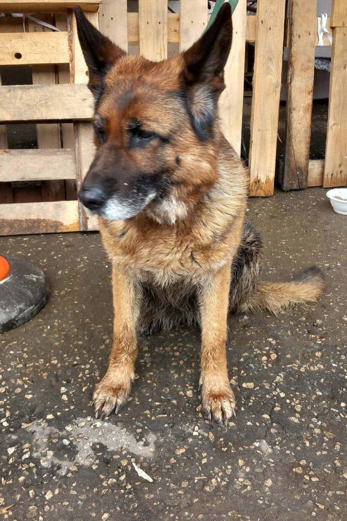 Найдена собака, с ошейником