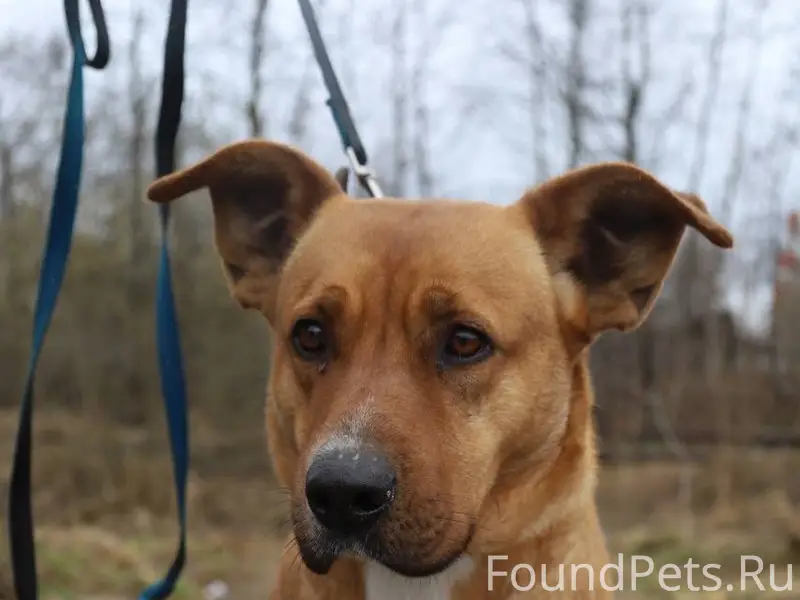 Найден метис стаффа Ласточка, Серпухов