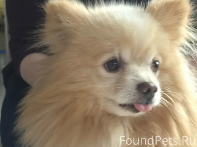 Найден шпиц, Шиловка