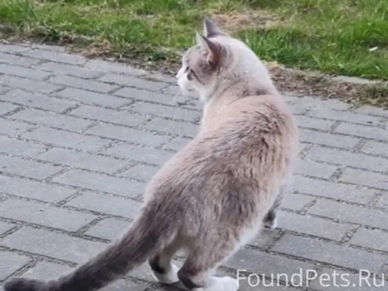 Пропал кот, г. Гурьевск