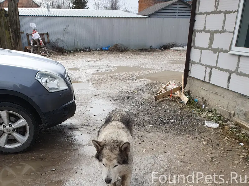Пес ждёт хозяина около магазина