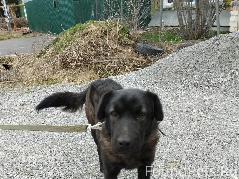 Найден щенок девочка, Автозавод