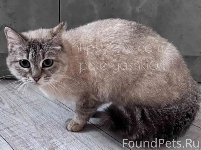 Найдена кошка, Саратов, 6 ой квартал