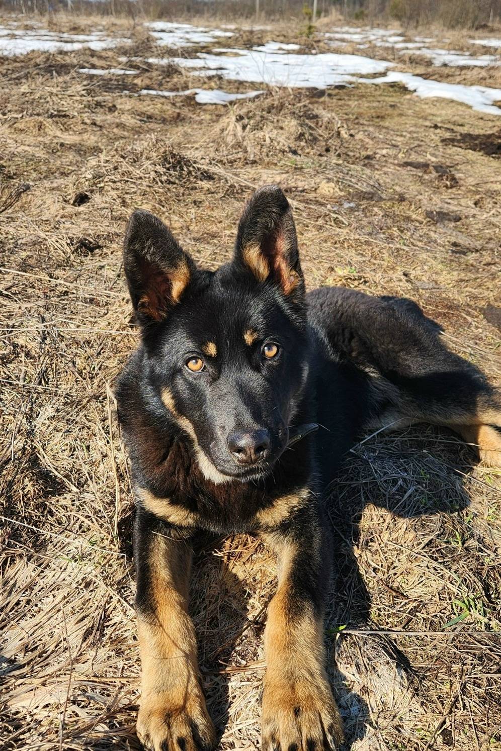 Пропала собака Буля, д. Коротково