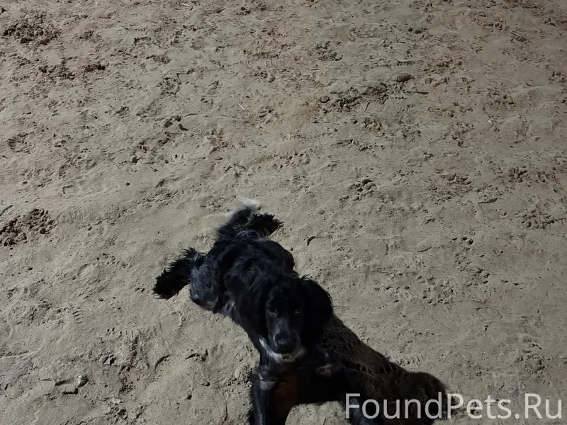Найден спаниель, 10 мкр.