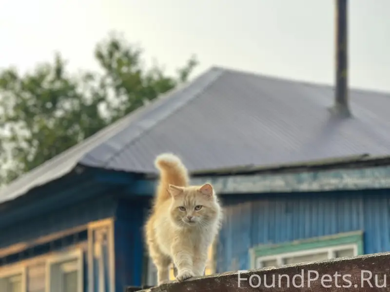Пропал кот Рыжик, район улицы Комсомольской