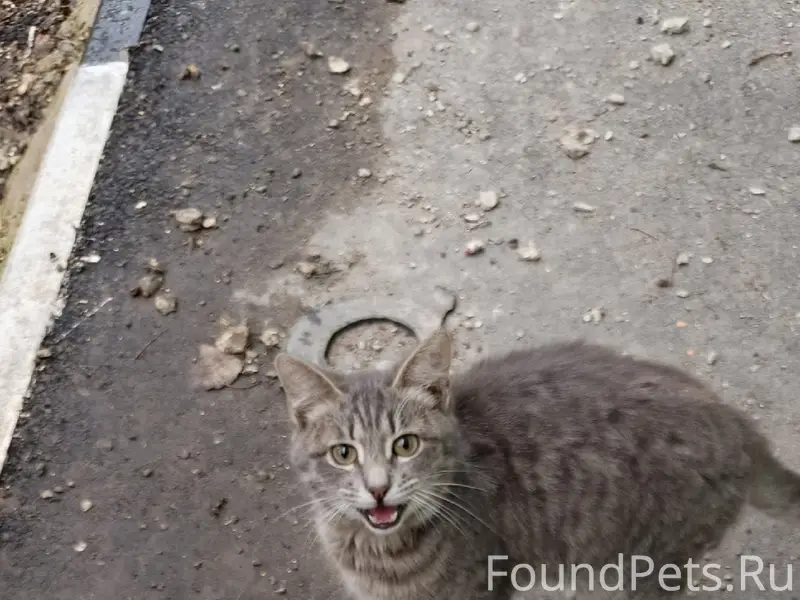 Пропал котёнок, г. Энгельс