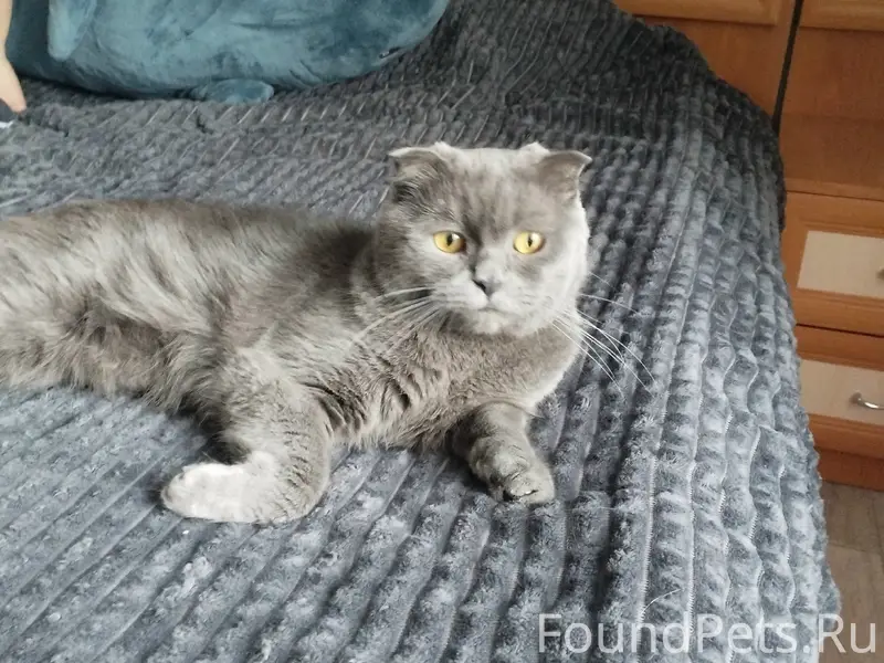 Пропал кот Тимошка, Старый Алексин