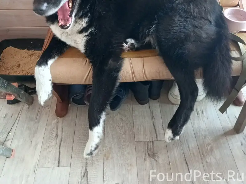 Пропал Рик, деревня Коптево