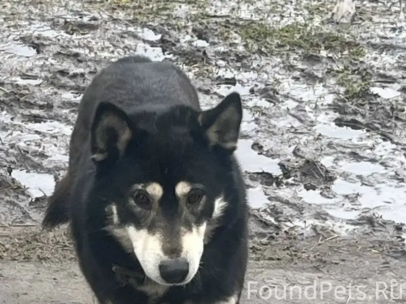 Найден восточносибирская лайка, с. Туртапка