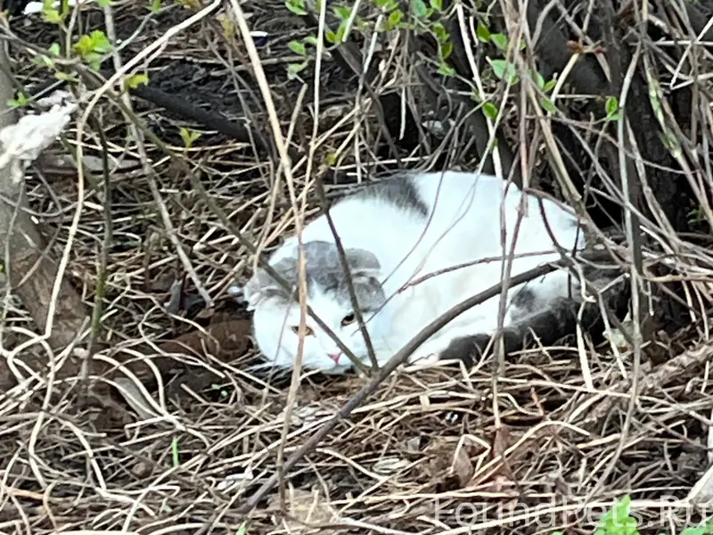 Найден кот, район ул. Победы