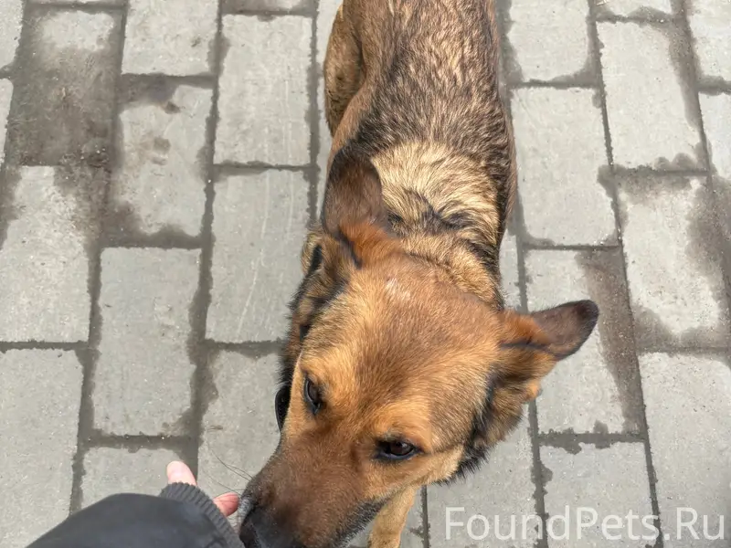 Найден мальчик похож на овчарку, сквер Мичурина