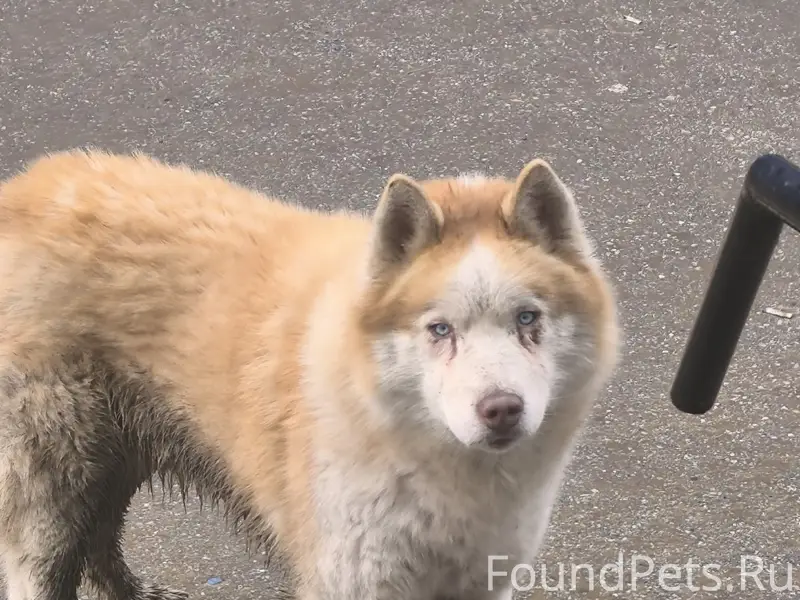 Найден Хаски бело-рыжий, голубые глаза