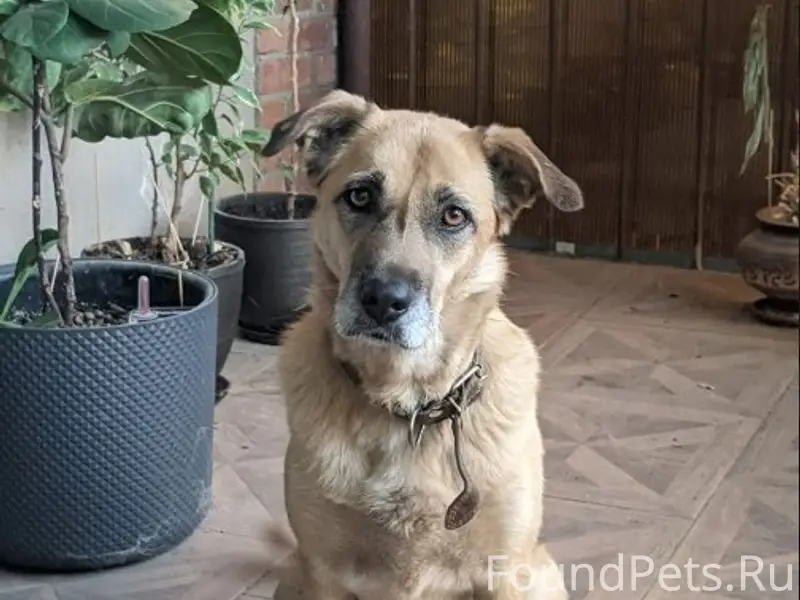 Пропала собака Леди, снт «Казачок», г. Новочеркасск