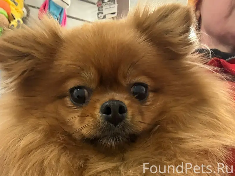 Найдена собака, Кировский р-н