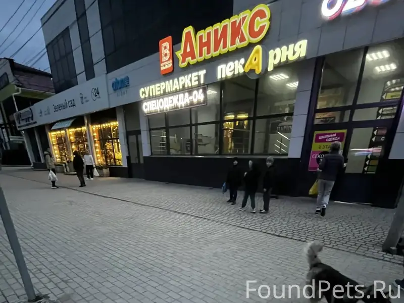 Найденна собака, вокзал