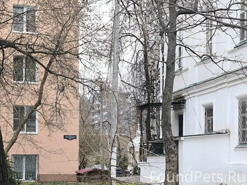 Найден бигль, Нижегородский район