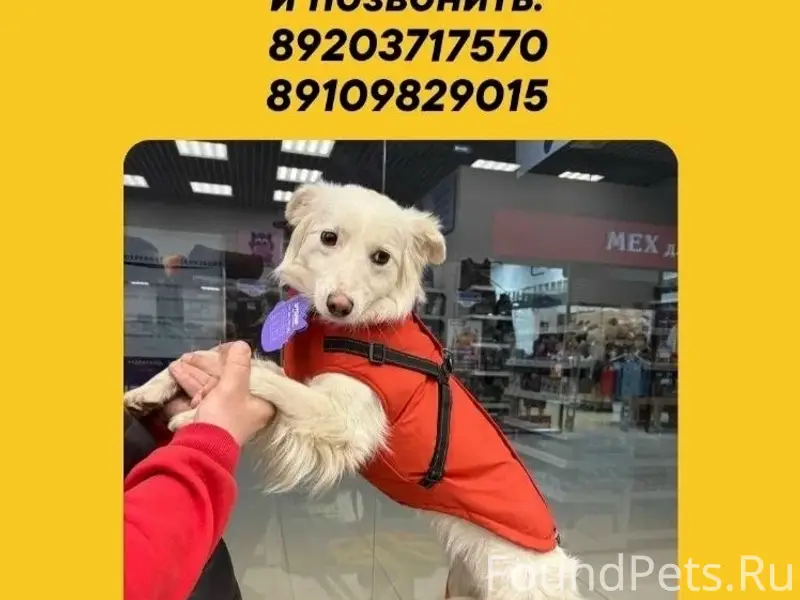 Пропала собака