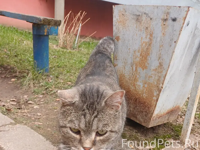 Найден кот, Ржев