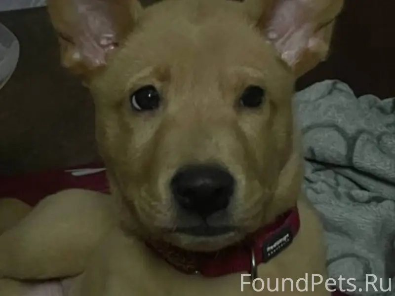 Пропал щенок по кличке Алия