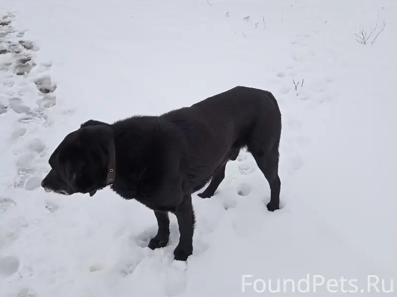 Пропал пёс в ошейнике