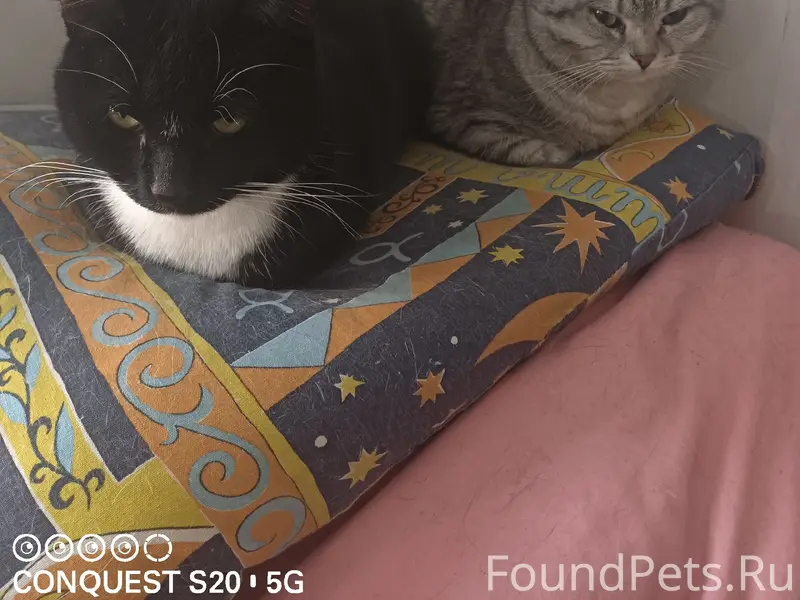 Пропал кот, серый, улица Тенистая 2