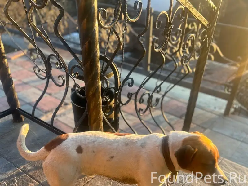 Пропал Джек-рассел Хабик, Пролетарская