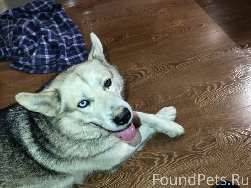 Найдена хаски, предположительно стерилизованная, Москва