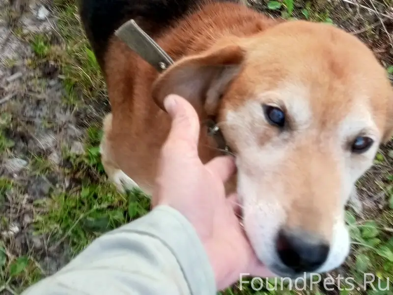 Пропала собака, с. Полховский Майдан