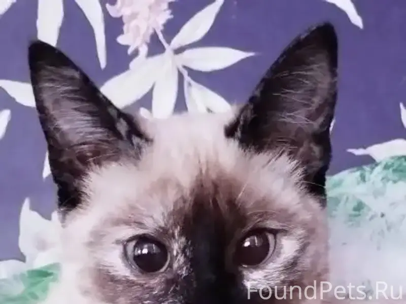 Пропала кошка Симка, Выселки