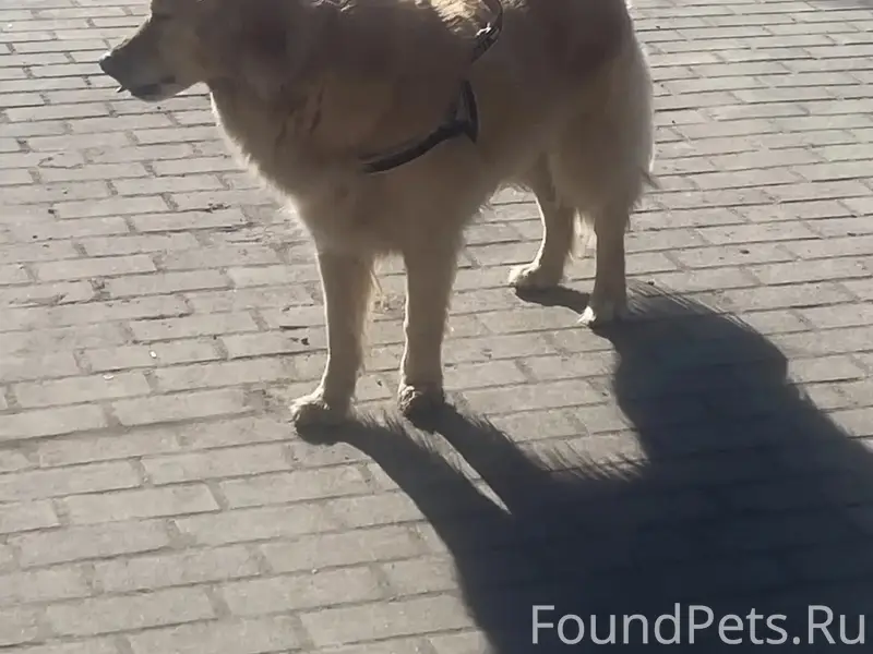 Пропала собака, Зеленоградский район