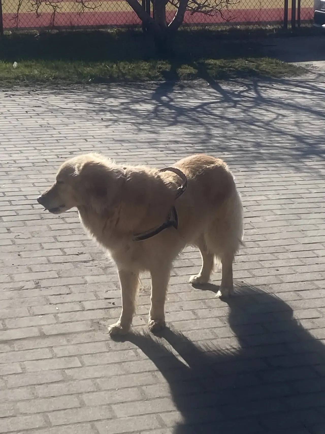 Найден пёс, посёлок Сокольники, Зеленоградский район