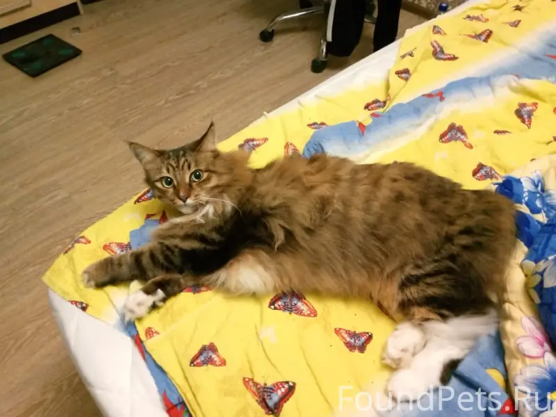 Пропал метис Мейн-куна Боня, лесопарк на пл. Свободы