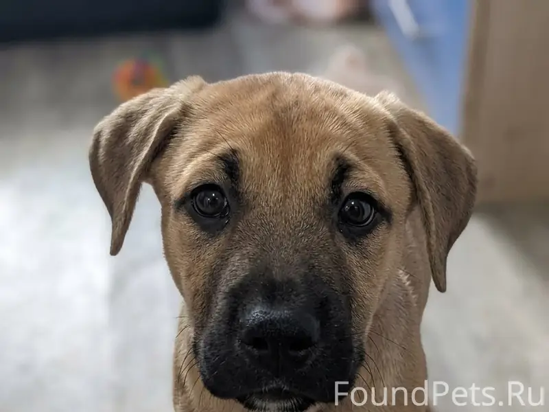 Найден метис стаффордширского терьера, Кировск и Лен. Обл.