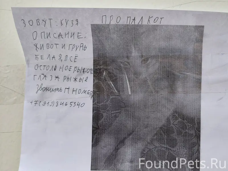 Пропал кот, ул. Розы Люксембург